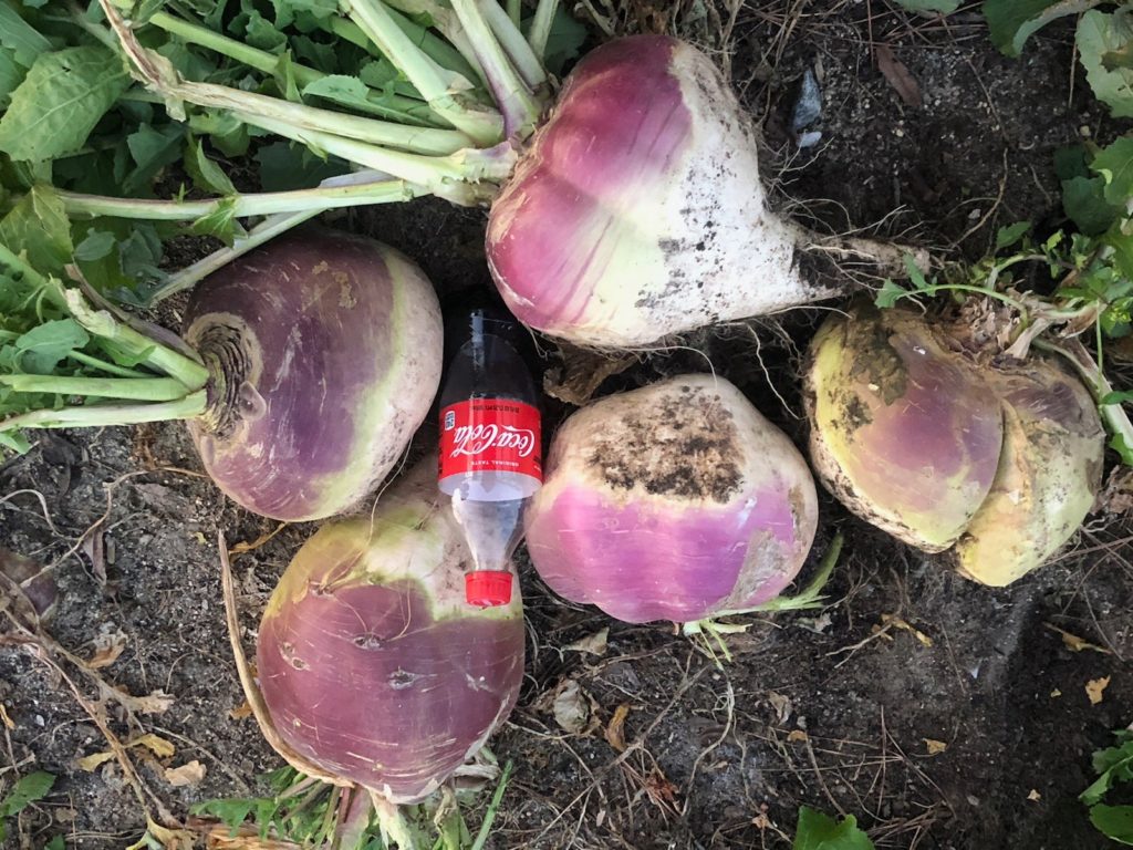 GIANT purple-top turnips
